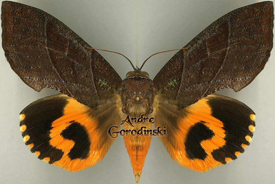 http://www.gorodinski.ru/catocala/E. srivijayana male.jpg